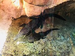 -迪拜水族馆及水下动物园