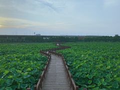 -荷塘月色湿地公园·向阳花洲