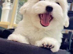 -momokira米努特·德文卷毛猫·棉花面纱犬