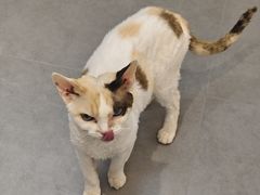 -琪喵猫屋·撸猫猫咖·猫舍