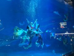 -烟台海昌鲸鲨海洋公园
