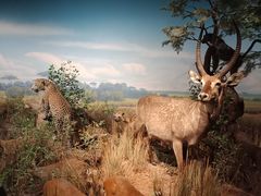 -陕西自然博物馆