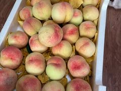 -南汇新场正宗水蜜桃采摘