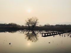 -长兴太湖图影湿地文化园