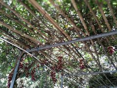 -牛鱼嘴原始生态风景区