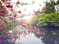 -西湖外事游船(花港观鱼码头)