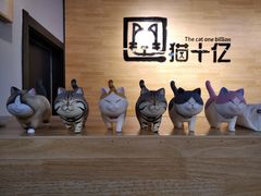 -猫十亿·布偶金渐层·曼基康矮脚猫舍(青年路店)