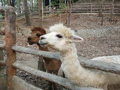 -清迈夜间动物园