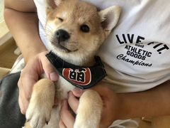 -柴犬小屋·柴餐厅·狗咖食堂(金鼎广场店)