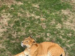 -西霞口神雕山野生动物世界