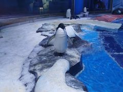 -上海海昌海洋公园