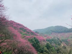 -新建村梅花