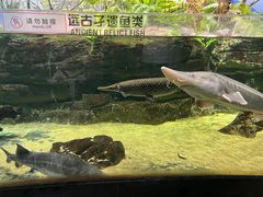 -江和美海洋公园
