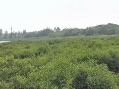 -北海金海湾红树林生态旅游区