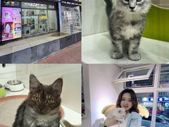 -青奢宠物·青奢猫舍