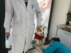 -喜多萌中农锦绣动物医院24H·猫科·牙科MRI·CT