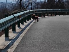 -白水寺森林公园