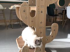 -飞行喵MR PILOT|猫舍·猫咖(静安大融城店)