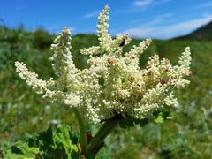 -白草畔自然风景区