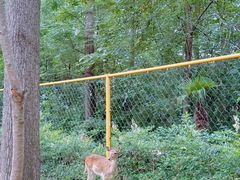-合肥滨湖国家森林公园