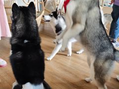 -Husky Go! 哈士奇体验馆·宠物咖啡厅狗咖