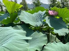 -羊山湖公园