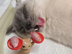-御宝贝·A梦猫科宠物医院(国际猫友好医院)