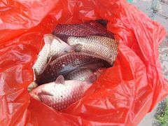 -白渔泡湿地公园