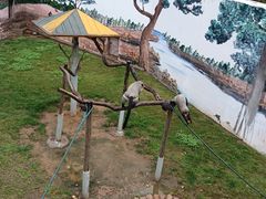 -西霞口神雕山野生动物世界