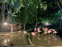 -清迈夜间动物园