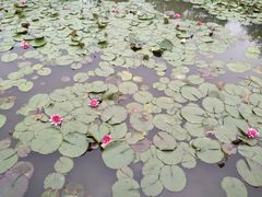 -长兴太湖图影湿地文化园