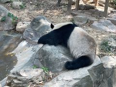 -广州长隆野生动物世界