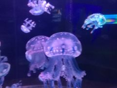 -多彩贵州城极地海洋世界