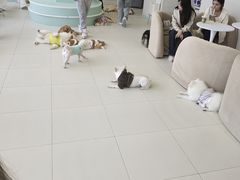 -怪兽屋·羊驼·猫咖·狗咖(俊华广场店)