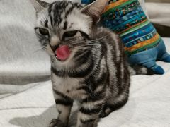 -藏猫猫咖啡主题馆(中央大道店)