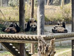 -中国大熊猫保护研究中心雅安碧峰峡基地