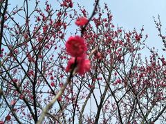 -香雪海