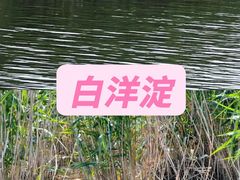 -白洋淀景区