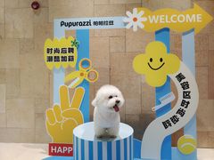 -帕帕拉兹宠物(亚洲旗舰店)