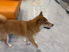 -瑞鹏宠物医院·微创内窥镜·骨外科·牙科(翠竹分院)