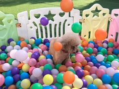 -汪说喵讲宠物乐园宠物酒店(红星美凯龙店)