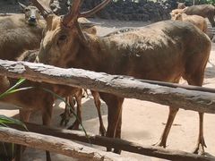 -海南热带野生动植物园