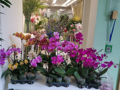 -溪岸路花鸟市场