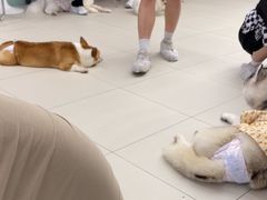 -怪兽屋·羊驼·猫咖·狗咖(俊华广场店)