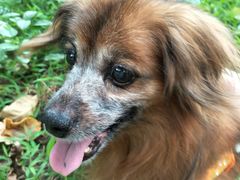 -彩虹桥宠物火化殡葬善终服务(金乐大厦店)