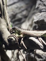 -Zoolung Zoolung动物主题公园(海信广场店)