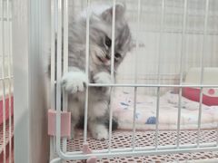 -哈尔滨道外花鸟鱼市场