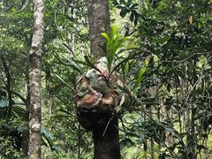 -热带雨林自然公园