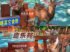 -东平国家森林公园