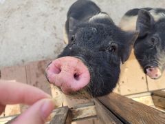 -北京鹿世界主题园